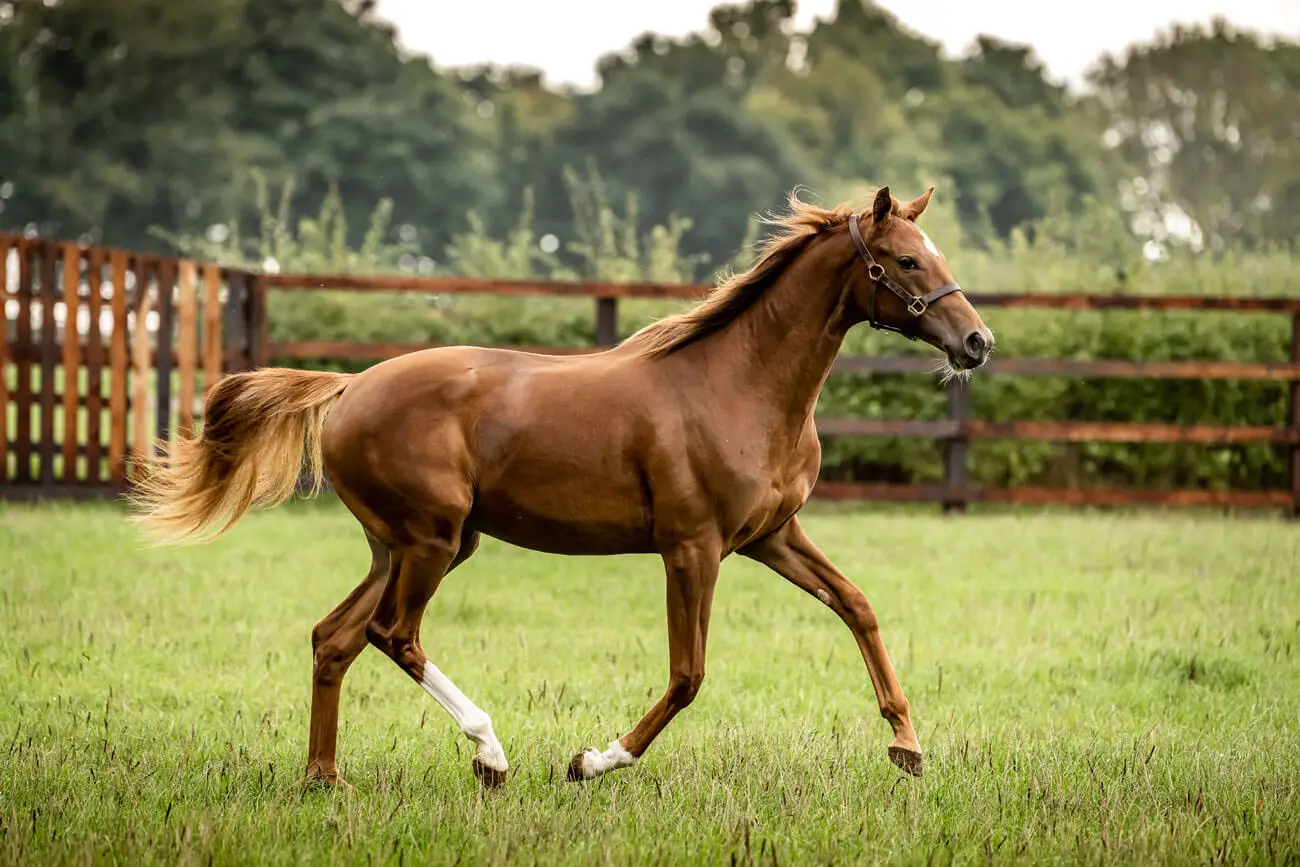 Verständnis der essenziellen Nährstoffe für die Knochengesundheit bei Pferden