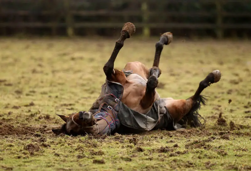 Schlammfieber bei Pferden: Anzeichen, Vorbeugung und Behandlung