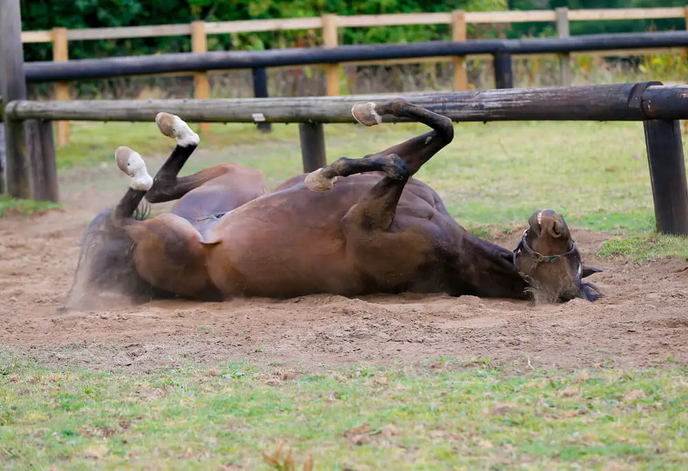 Koliken bei Pferden verstehen: Arten, Symptome und Behandlungen