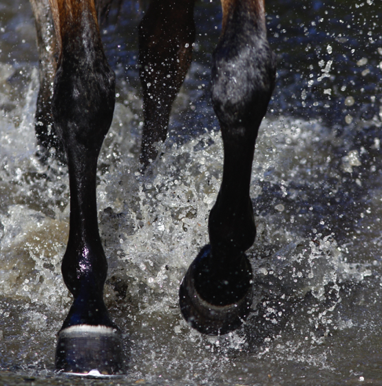 Hoof Supplements for Horses in the Middle East