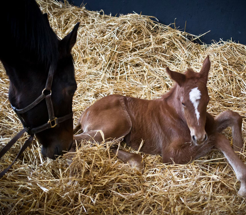 When to Supplement Newborn Horses for the Best Start in Life