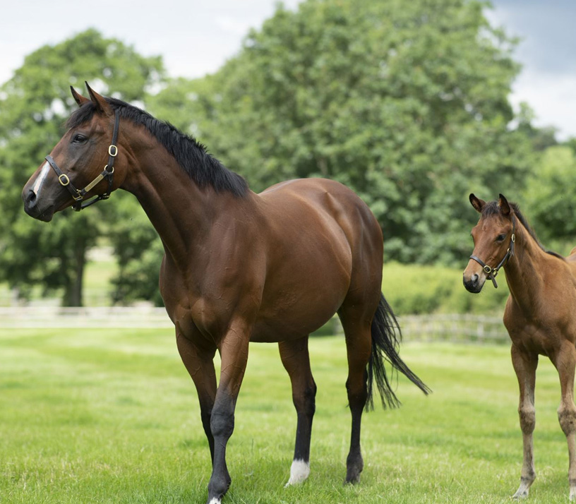 Why Use Copper Supplements for Breeding Horses