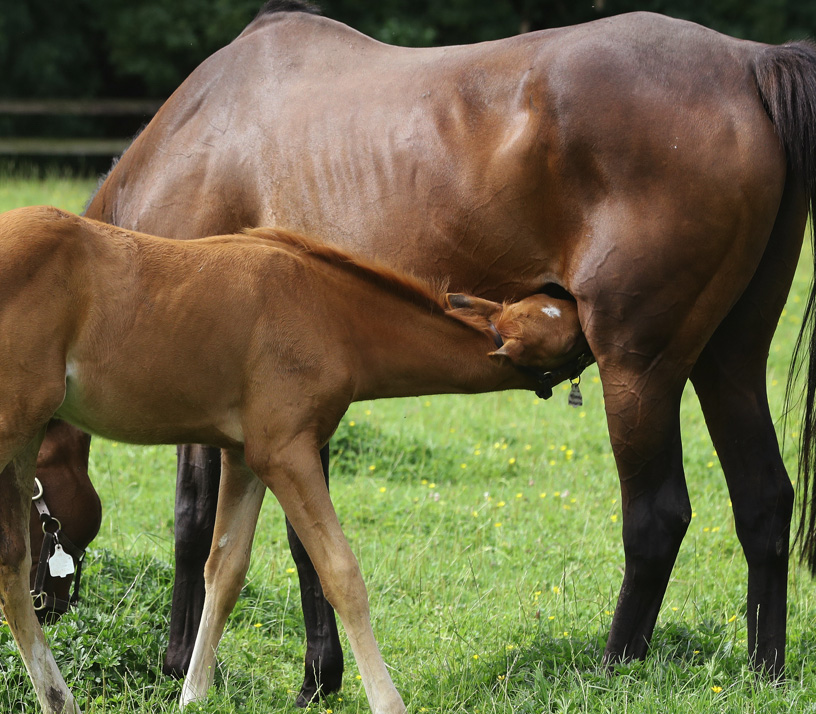 Nutrition And Supplements For The Breeding Mare In Middle East