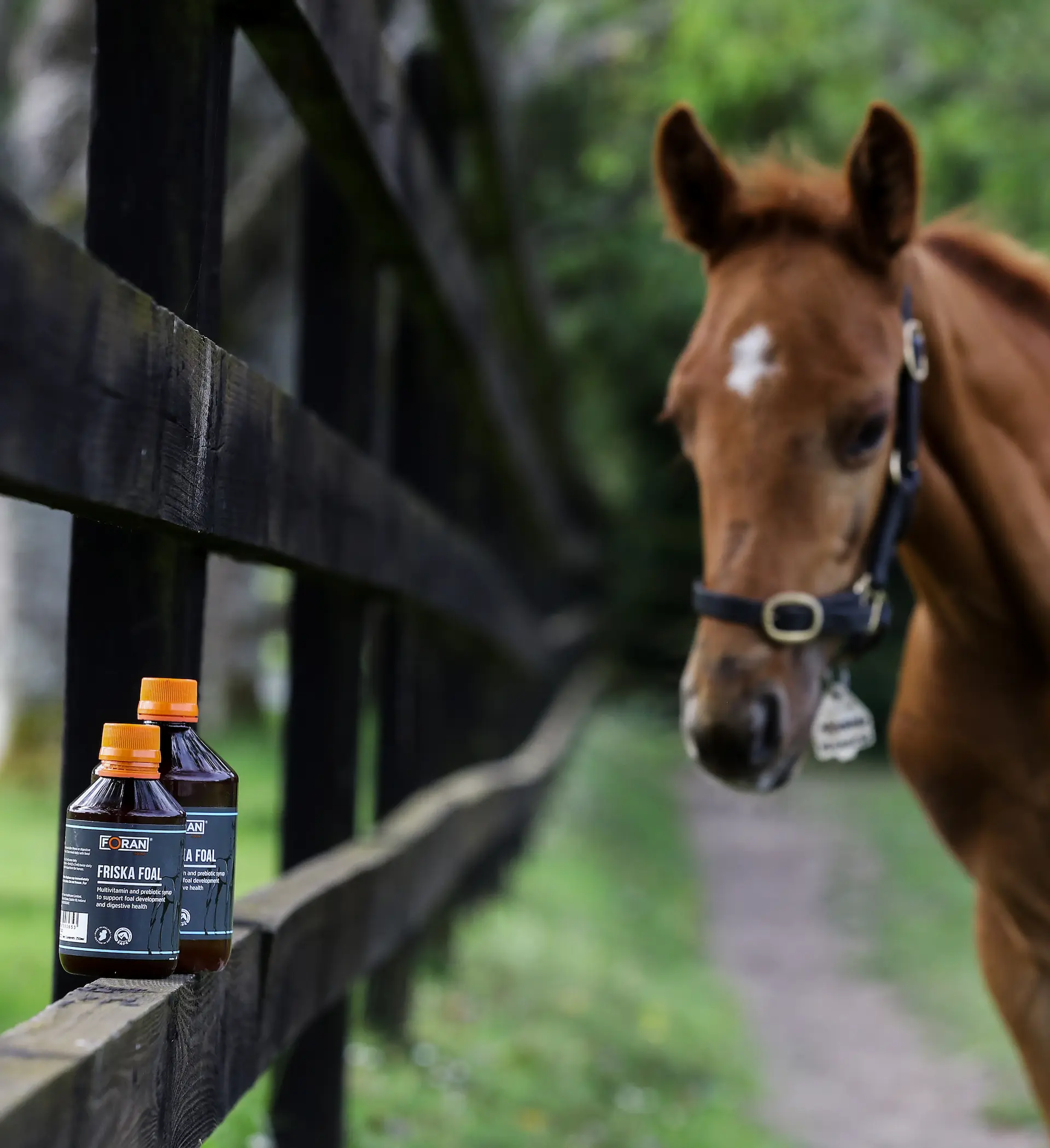 Expert Advice on Diarrhoea in Very Young Horses