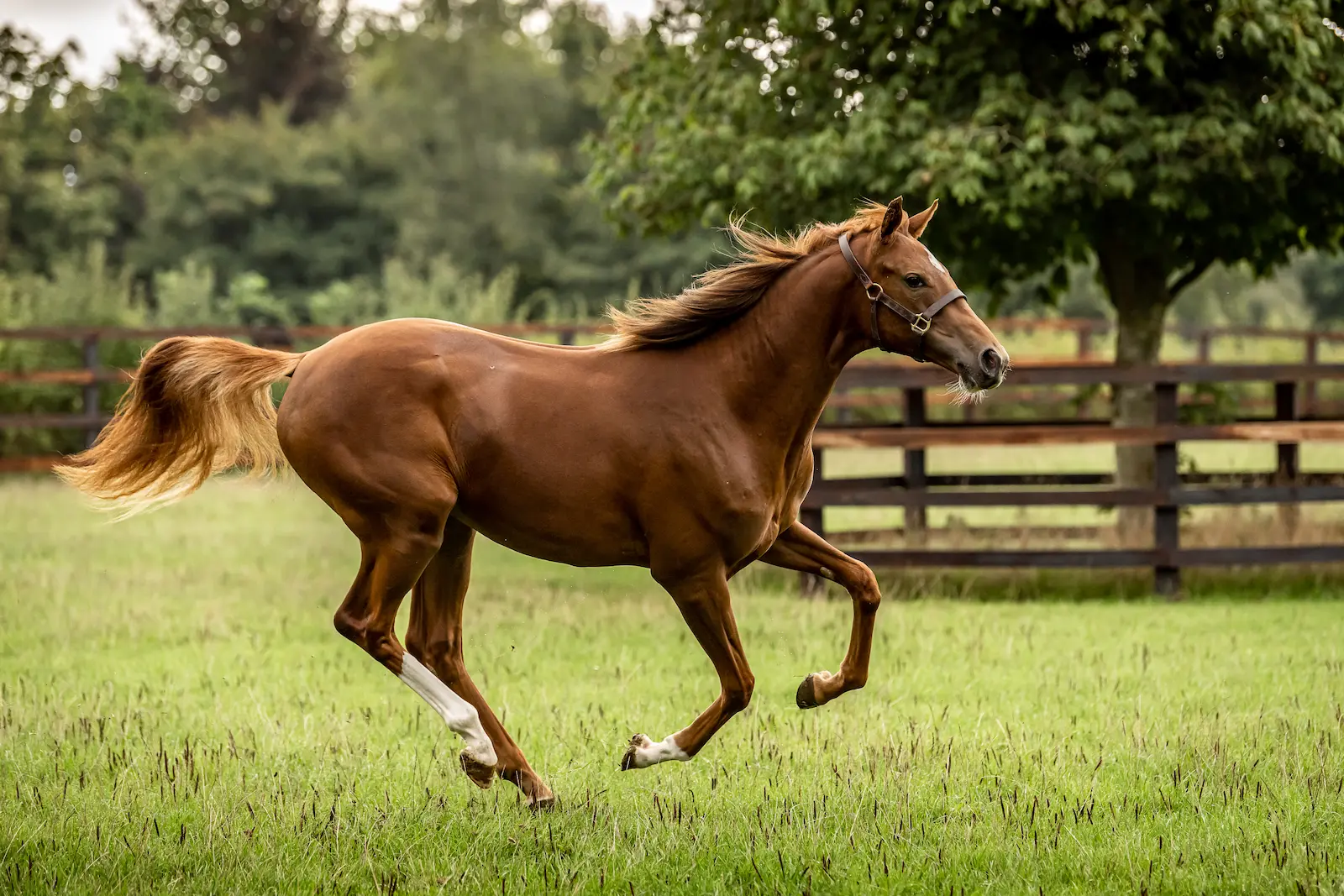 Calcium, Phosphorus & Bone Nutrition for Young Horses
