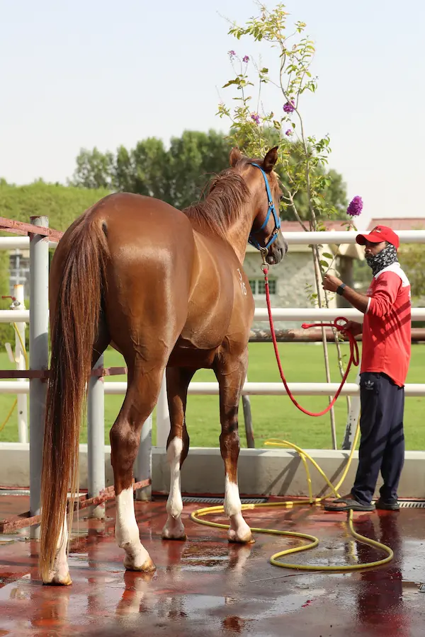 Managing Horses With Anhidrosis In Hot Climates