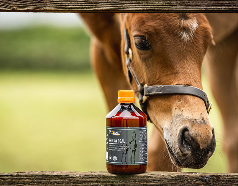 Friska Foal: A Vitamin Supplement for Young Horses