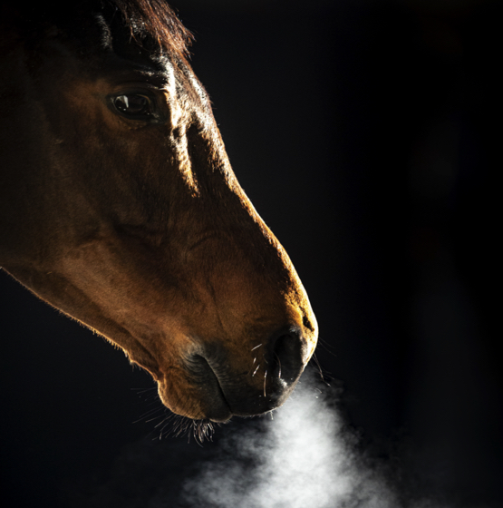 Horse Coughing Problems, Causes and Treatment