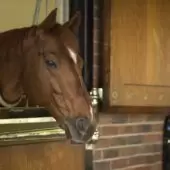 Foran Equine Crib Halt: Anti-Cribbing Gel for Horse Chewing