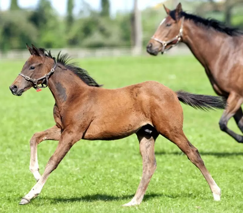 Foran Equine Comprehensive Breeding Supplement Range: The Top Choice for Breeders
