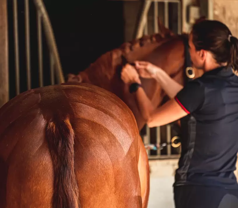 Horse Show Preparation Tips