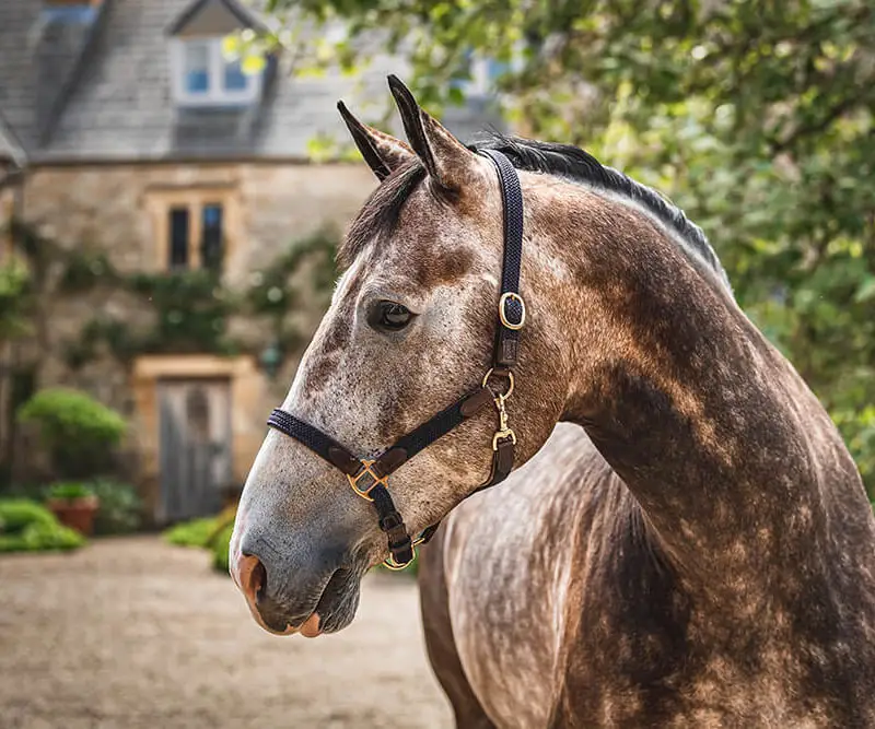 Micronutrient deficiencies in horses and how to avoid them