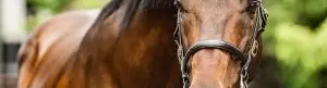 page-banner