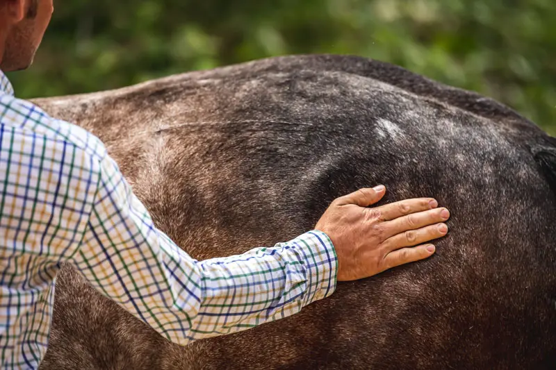 L’importance d’une bonne santé digestive chez votre cheval
