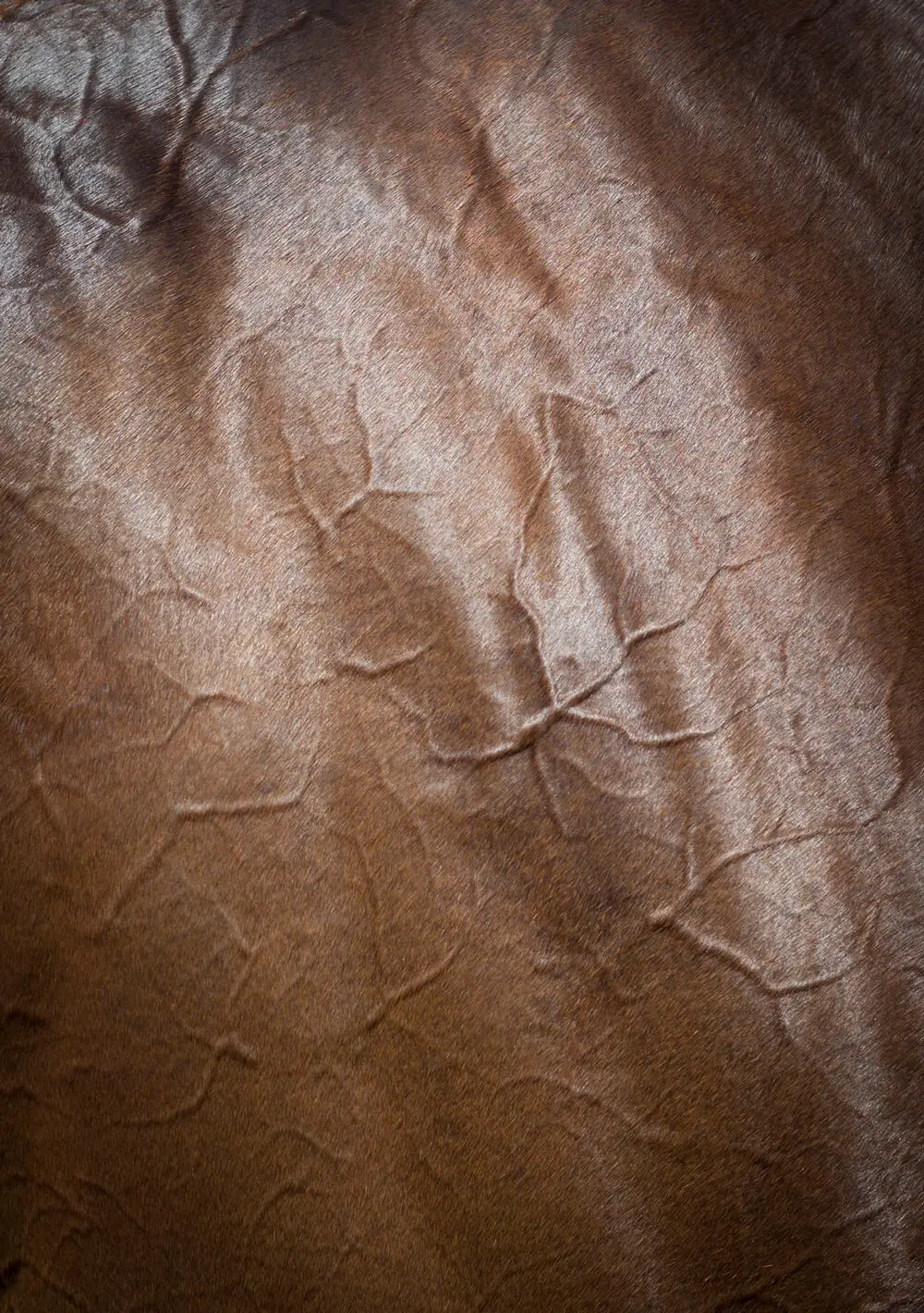 Foran Equine Horse Muscles