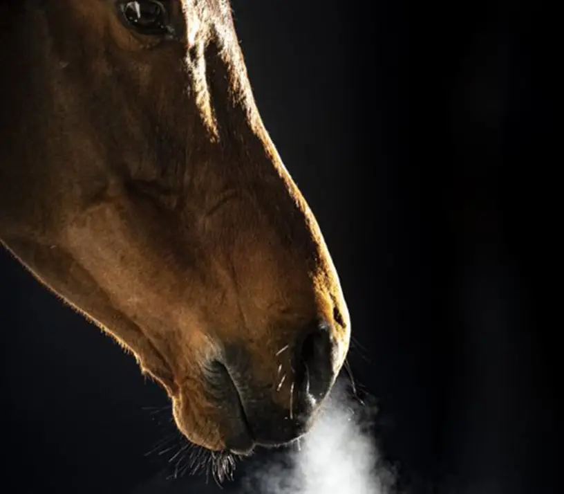 Hosta hos hästar: Typer, orsaker och behandlingsalternativ