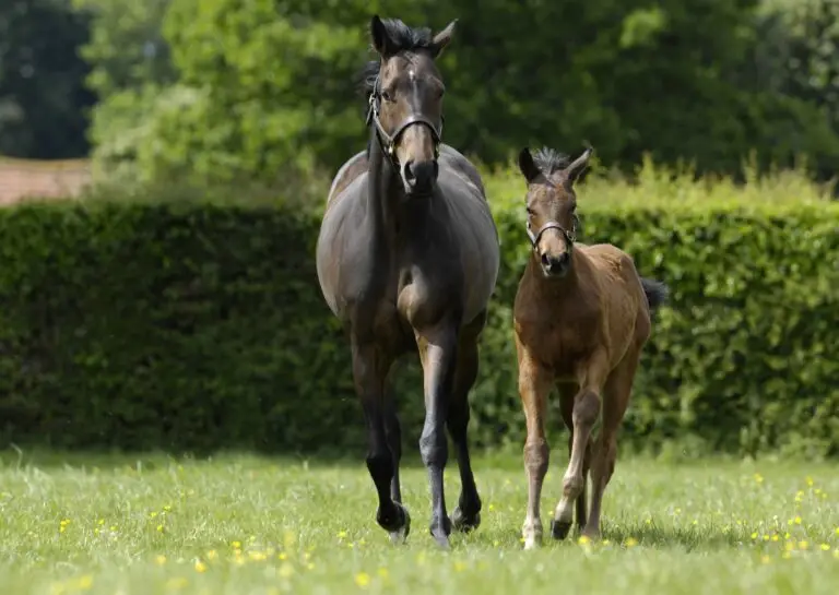 Supplementing for Foal Sales Prep Success