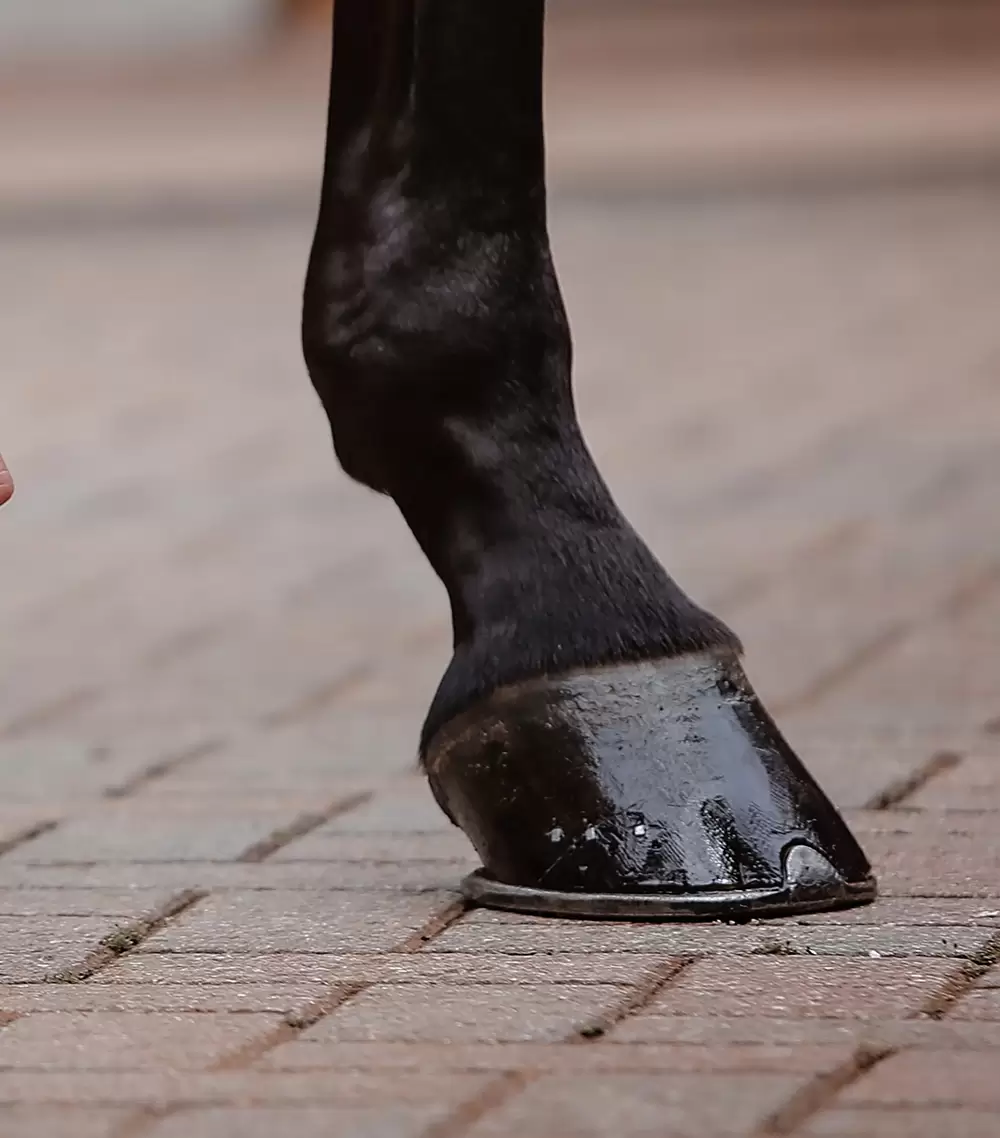 Laminitis – a right pain in the hoof
