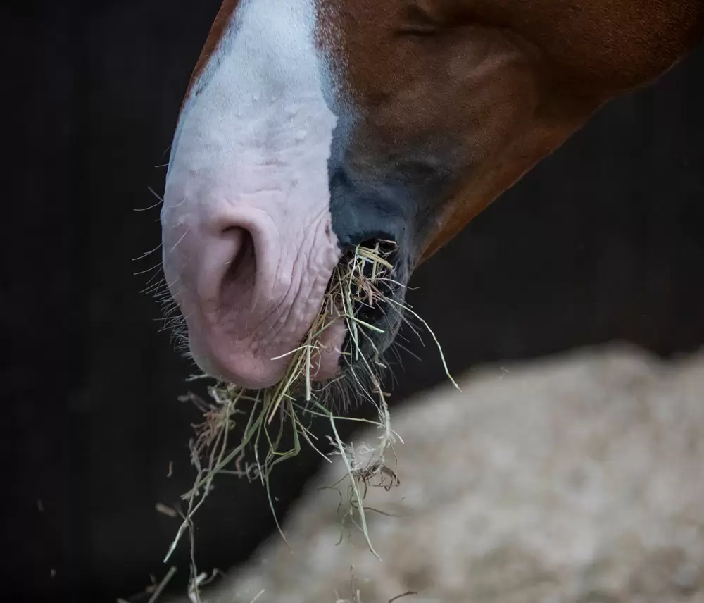 Reducing Risk of Gastric Ulcers in Horses