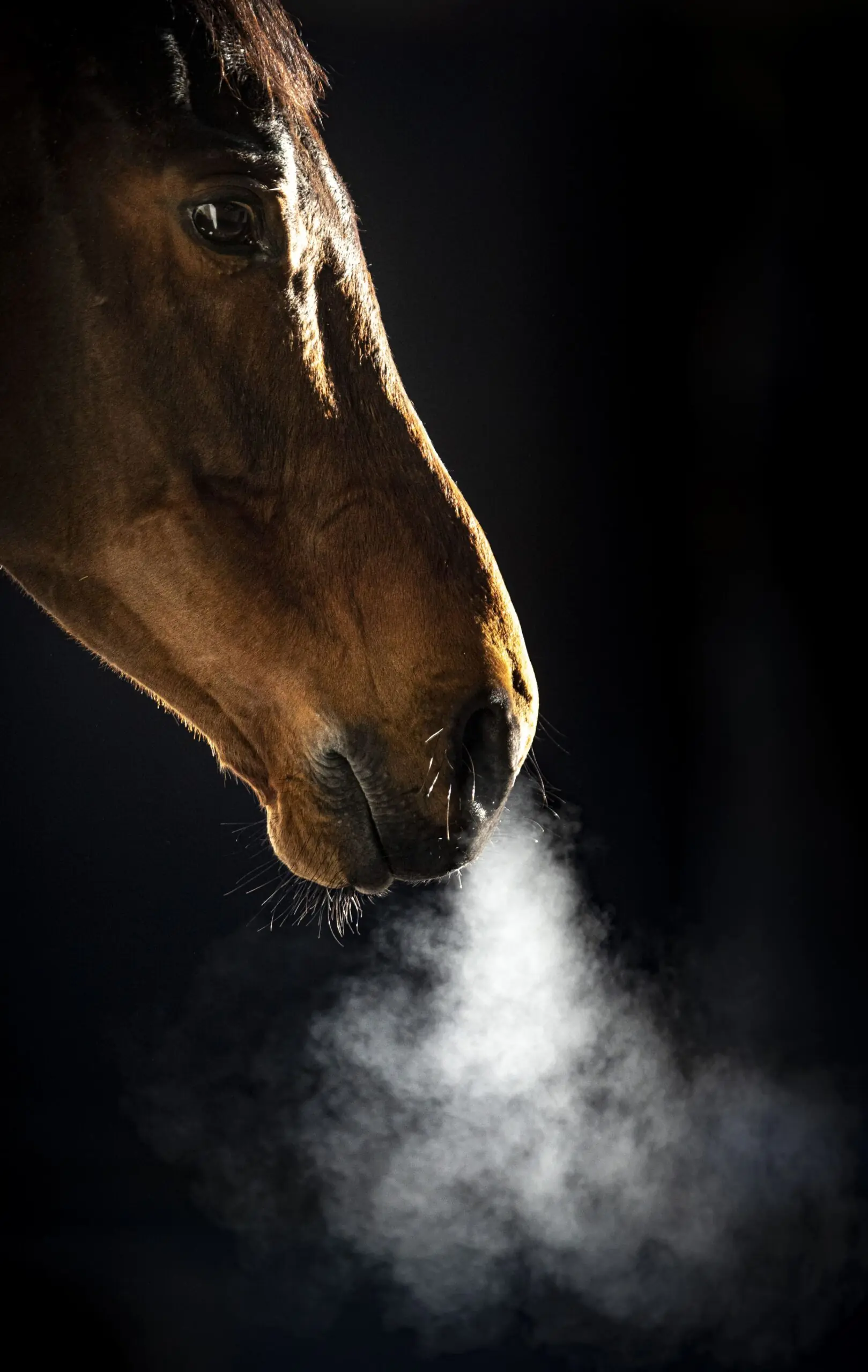close up of horses face breathing out air