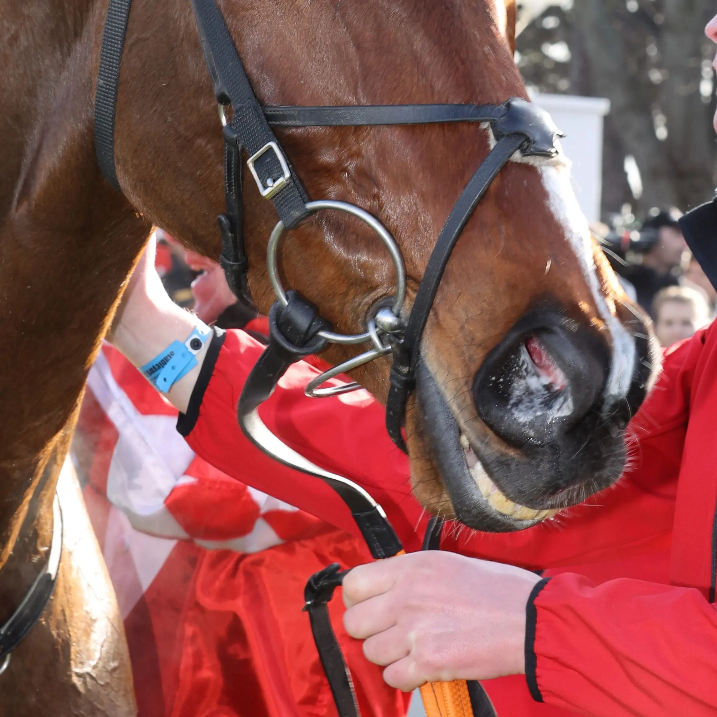 close up image of horse mouth with harness
